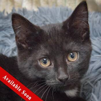 Mike -  Bombay and Domestic Short Hair Cat for Adoption in Huntley, Illinois - Mike | PetCurious