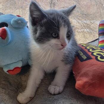 Domestic Short Hair Cats Available for Adoption - Kensington | PetCurious