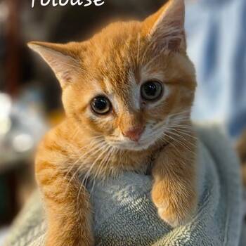 Toulouse -  Domestic Short Hair Cat for Adoption in Waldorf, Maryland - Toulouse | PetCurious