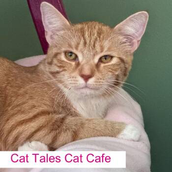 Domestic Short Hair Cats Available for Adoption in Chapel Hill, North Carolina - Lolly | PetCurious
