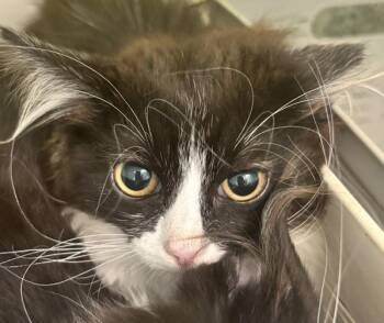 Bertha -  Domestic Short Hair Cat for Adoption in Golden, Colorado - Bertha | PetCurious
