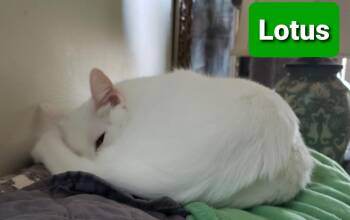 Lotus -  Domestic Short Hair Cat for Adoption in Willingboro, New Jersey - Lotus | PetCurious