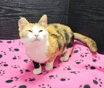 Domestic Short Hair Cats Available for Adoption - Cleo | PetCurious