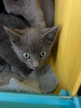 Beauregard - At shelter -  Domestic Short Hair Cat for Adoption in Rustburg, Virginia - Beauregard - At Shelter | PetCurious