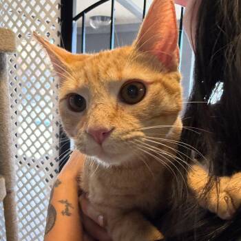 Storie -  Domestic Short Hair Cat for Adoption in Las Vegas, Nevada - Storie | PetCurious