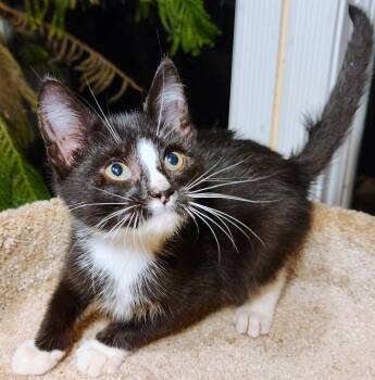 LANCELOT - NOBLE SIBERIAN TUXEDO BOY -  Siberian Cat for Adoption in Oakwood, Georgia - LANCELOT - NOBLE SIBERIAN TUXEDO BOY | PetCurious