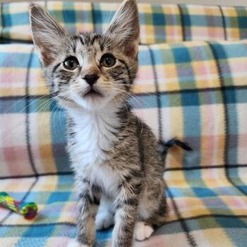 BUGSY -  Domestic Short Hair Cat for Adoption in Graham, Washington - BUGSY | PetCurious