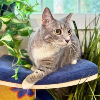 Tabby and Domestic Short Hair Cats Available for Adoption in Friendswood, Texas - Sunshine Simpson | PetCurious