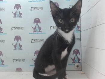 OREO DISCO -  Domestic Short Hair Cat for Adoption in Orlando, Florida - OREO DISCO | PetCurious
