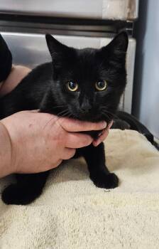 Rescue Domestic Short Hair Cats for Adoption in Riverbank, New Brunswick - Boggle | PetCurious