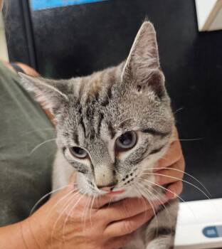 Sorbet -  Siamese Cat for Adoption in Salisbury, Maryland - Sorbet | PetCurious