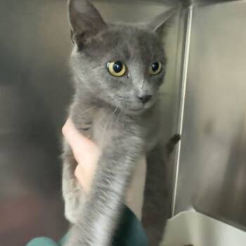 Rescue Domestic Short Hair Cats for Adoption in Ridgely, Maryland - Egg | PetCurious