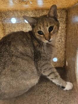 Winnie -  Domestic Short Hair Cat for Adoption in Lafayette, Indiana - Winnie | PetCurious