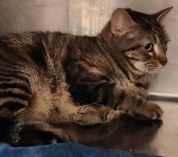 Jo -  Domestic Short Hair Cat for Adoption in San Antonio, Texas - Jo | PetCurious