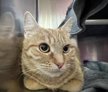 Domestic Short Hair Cats Available for Adoption - NUTMEG | PetCurious
