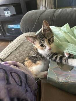 Lilo -  Domestic Short Hair Cat for Adoption in Lincoln Park, Michigan - Lilo | PetCurious