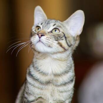 Vincent -  Domestic Short Hair Cat for Adoption in Sonora, California - Vincent | PetCurious