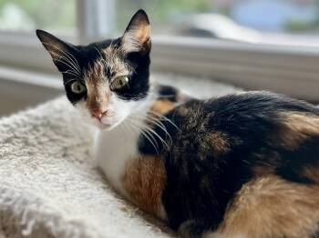 Calico and Domestic Short Hair Cats Available for Adoption in Walnut Creek, California - Coffee - Coming Soon! | PetCurious