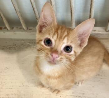 Seamus -  Domestic Short Hair Cat for Adoption in Nashville, Tennessee - Seamus | PetCurious