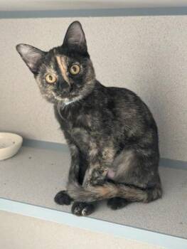 Laura- I AM AT PetSmart Northborough -  Domestic Short Hair Cat for Adoption in East Brookfield, Massachusetts - Laura- I AM AT PetSmart Northborough | PetCurious