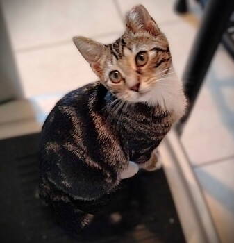 Rescue Tabby Cats for Adoption in Fort Myers, Florida - Winifred | PetCurious