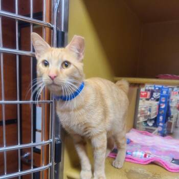Mr Delicious -  Domestic Short Hair Cat Available for Adoption in Buffalo, New York - Mr Delicious | PetCurious