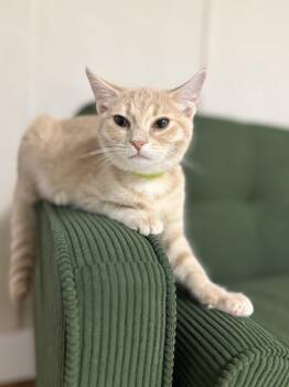 Bandit -  Domestic Short Hair Cat for Adoption - Bandit | PetCurious