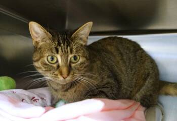 Rescue Tabby Cats for Adoption in New Milford, Connecticut - Briar | PetCurious