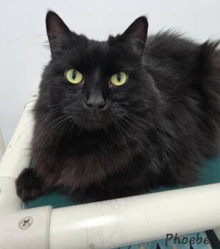 Rescue Domestic Long Hair Cats for Adoption in Key Largo, Florida - Phoebe | PetCurious