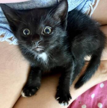 Sequoia -  Domestic Short Hair Cat for Adoption in Wilmington, North Carolina - Sequoia | PetCurious