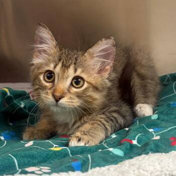 Chili -  Domestic Medium Hair Cat for Adoption in Milton, Florida - Chili | PetCurious