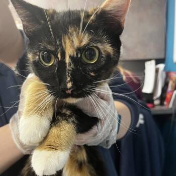 Domestic Short Hair Cats Available for Adoption - Poinsettia | PetCurious