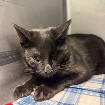 Kai -  Domestic Short Hair Cat for Adoption in Casa Grande, Arizona - Kai | PetCurious