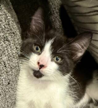 Rescue American Shorthair Cats for Adoption in Los Angeles, California - River (M) | PetCurious