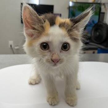 Cinderella -  Domestic Long Hair Cat for Adoption in Hannibal, Missouri - Cinderella | PetCurious