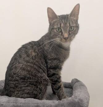 Godiva -  Domestic Short Hair Cat for Adoption in Indiana, Pennsylvania - Godiva | PetCurious