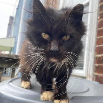 Domestic Medium Hair Cats Available for Adoption - Love Bugs | PetCurious