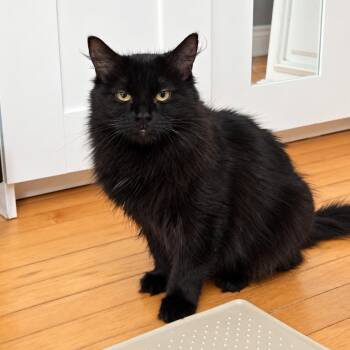 Ember -  Domestic Long Hair Cat for Adoption in Mississauga, Ontario - Ember | PetCurious