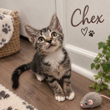 Chex -  Domestic Short Hair Cat for Adoption in Inman, South Carolina - Chex | PetCurious