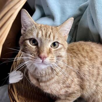 Domestic Short Hair Cats Available for Adoption - Rosco | PetCurious