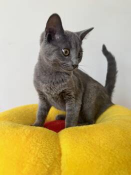 Jynx -  Russian Blue Cat for Adoption in Walled Lake, Michigan - Jynx | PetCurious