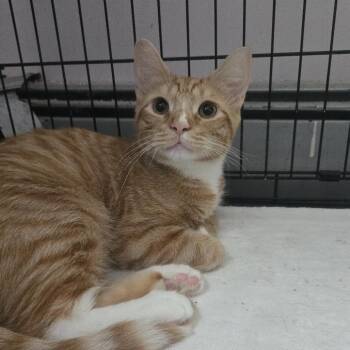 Helmet -  Domestic Short Hair Cat for Adoption in Salisbury, Massachusetts - Helmet | PetCurious