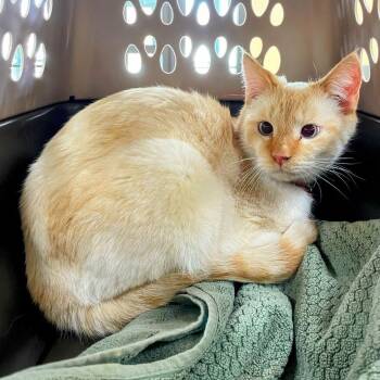 Domestic Short Hair and Siamese Cats Available for Adoption - "Toasted Marshmallow" | PetCurious
