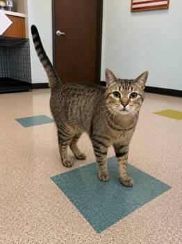 Moon -  Bengal Cat for Adoption in Gallatin, Tennessee - Moon | PetCurious