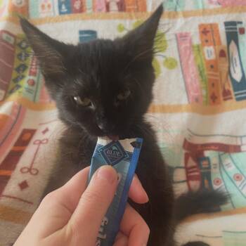 Margaret -  Domestic Medium Hair Cat for Adoption in Granby, Missouri - Margaret | PetCurious