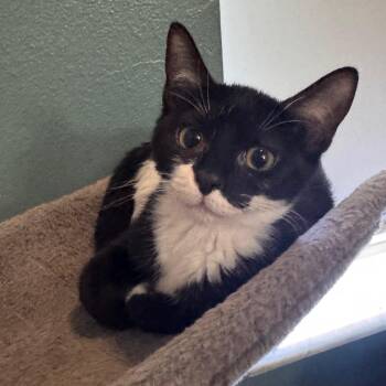 Junior Mint -  Domestic Short Hair Cat for Adoption in Titusville, Florida - Junior Mint | PetCurious