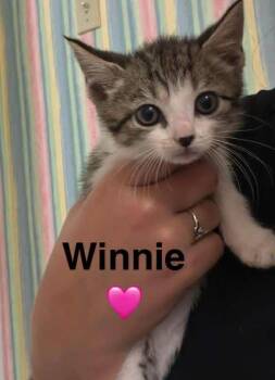 Rescue Tabby Cats for Adoption in Beckley, West Virginia - Winnie | PetCurious