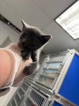LINCOLN -  Domestic Short Hair Cat for Adoption in San Bernardino, California - LINCOLN | PetCurious