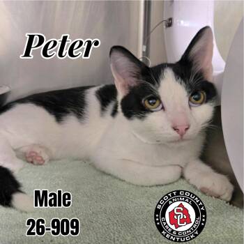 Peter -  Domestic Short Hair Cat for Adoption in Georgetown, Kentucky - Peter | PetCurious