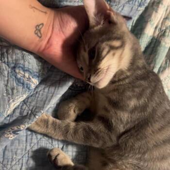 Stinky -  Domestic Short Hair Cat for Adoption in York, Pennsylvania - Stinky | PetCurious